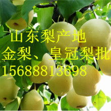 山東莒縣農(nóng)副產(chǎn)品購(gòu)銷處 深耕綠色源頭，傳遞健康滋味
